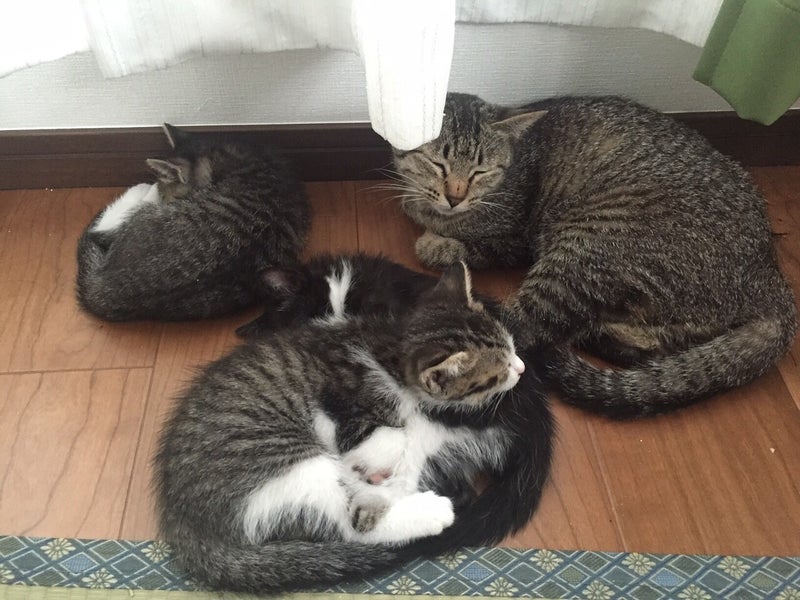 保護当時の写真：出産に耐えた母猫と3頭の子猫たち